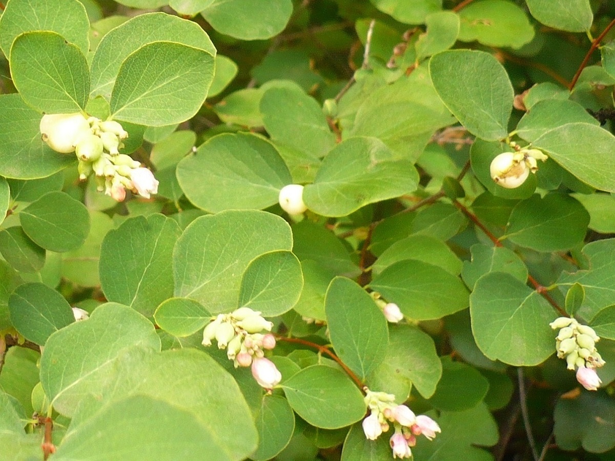 Symphoricarpos albus var. laevigatus (Caprifoliaceae)